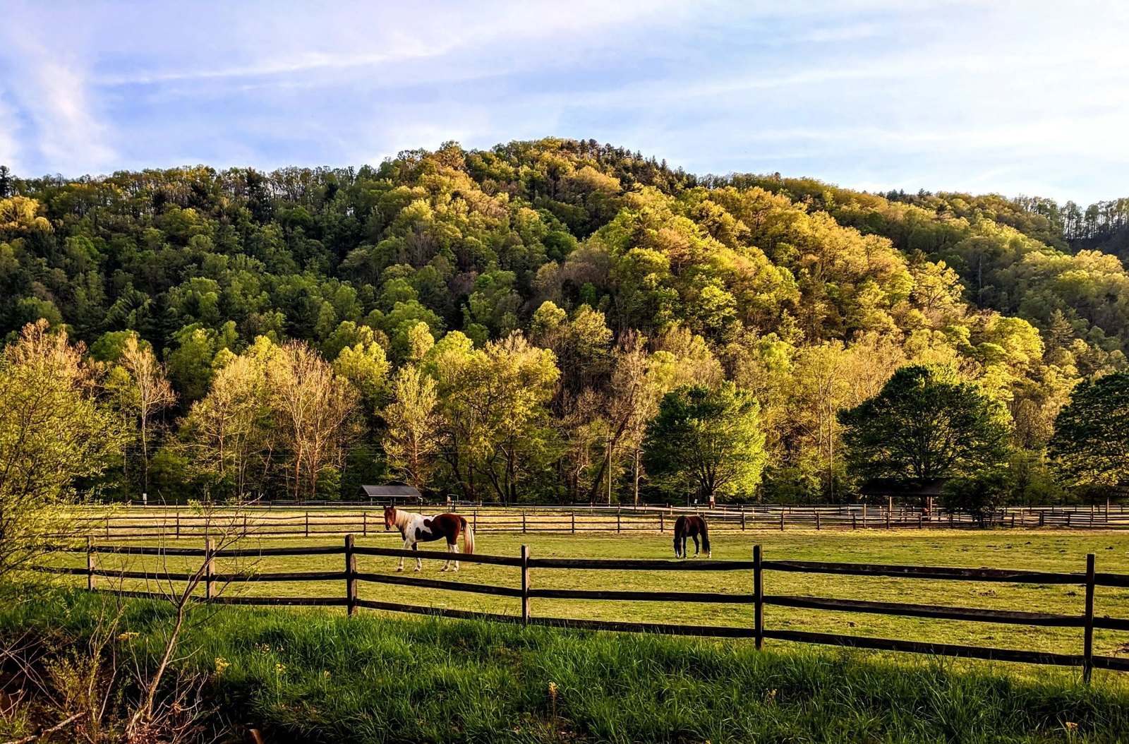 Equestrian scenery at Leatherwood Mountains