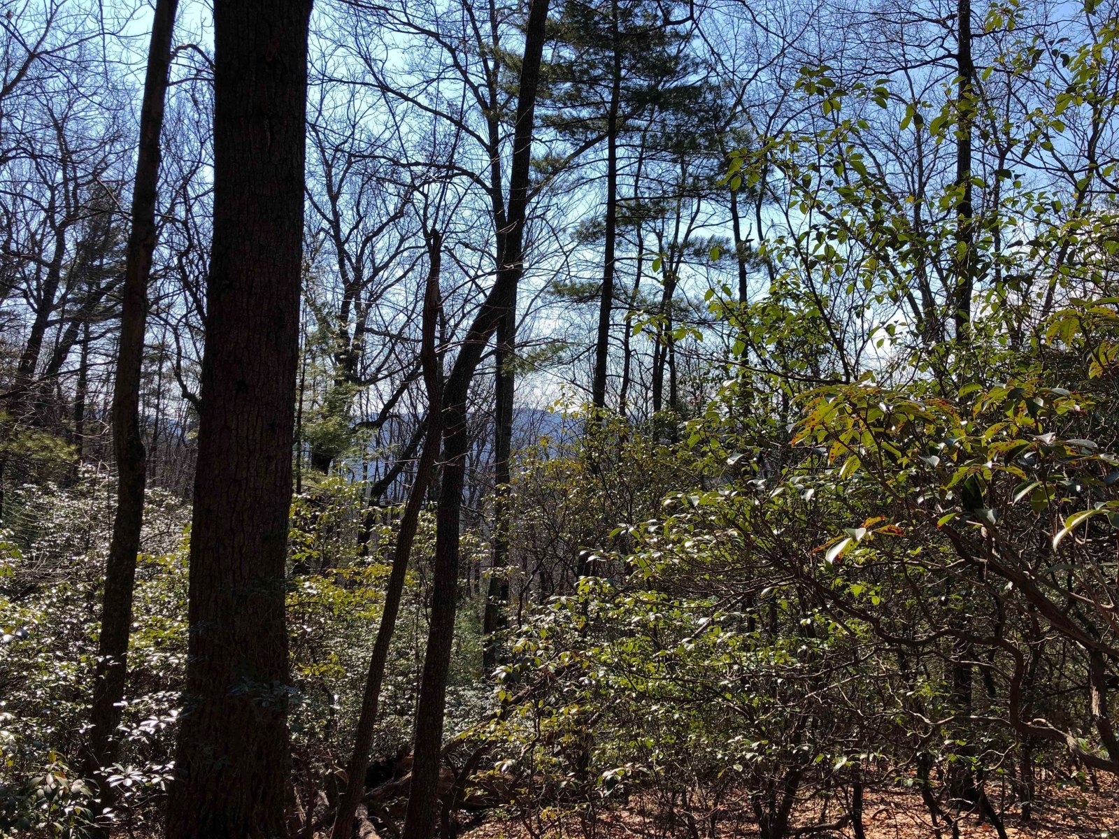15.58 Acres in Leatherwood listing image
