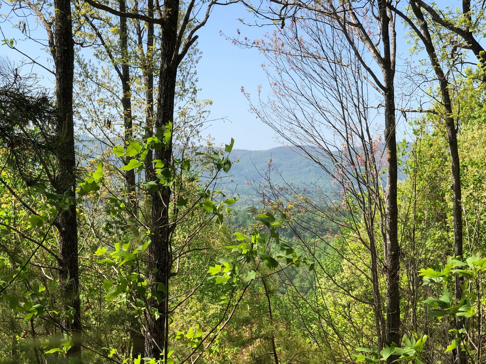 Wooded mountain setting