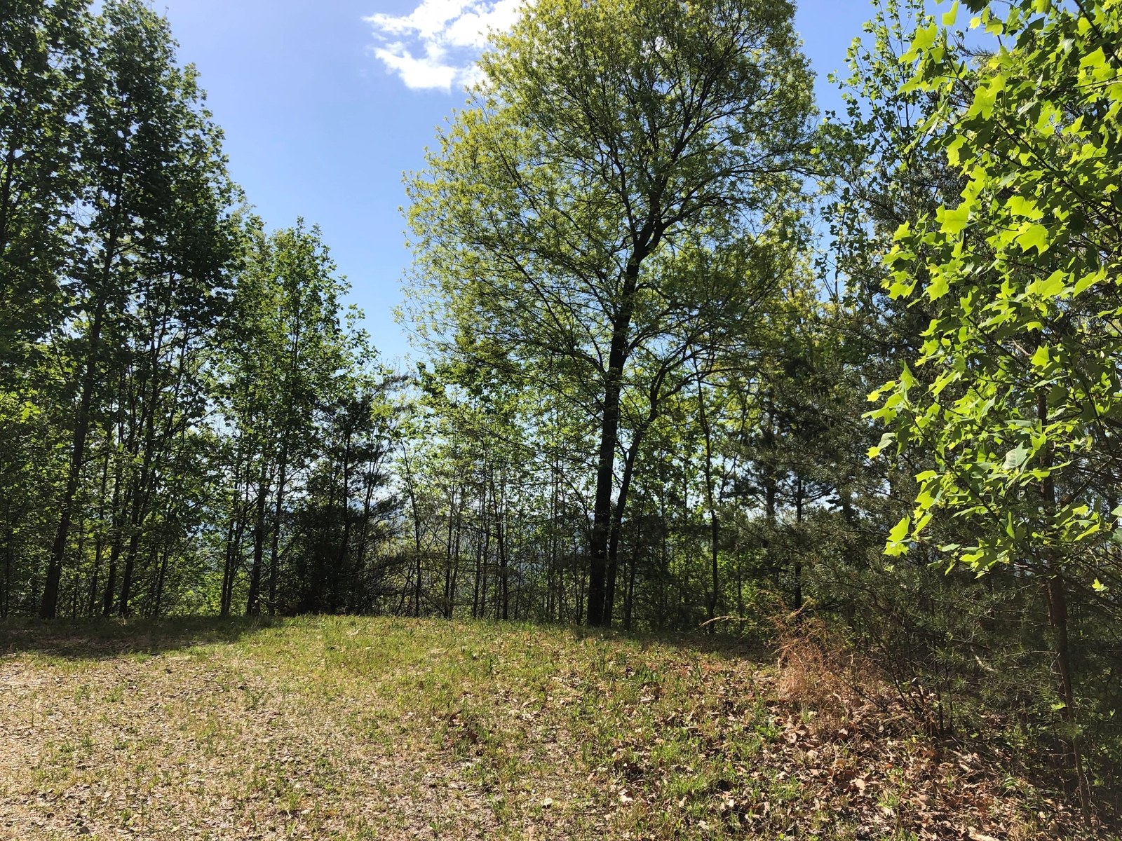 Open area surrounded by trees